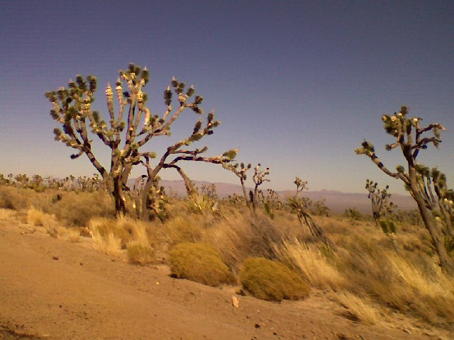 Mojave National Preserve Entrace