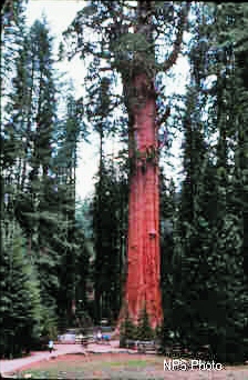 General Sherman Tree in Sequoia and Kings National Park is the largest (by
        volume) tree in the world