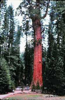 General Sherman Tree in Sequoia and Kings National Park is the largest (by
        volume) tree in the world