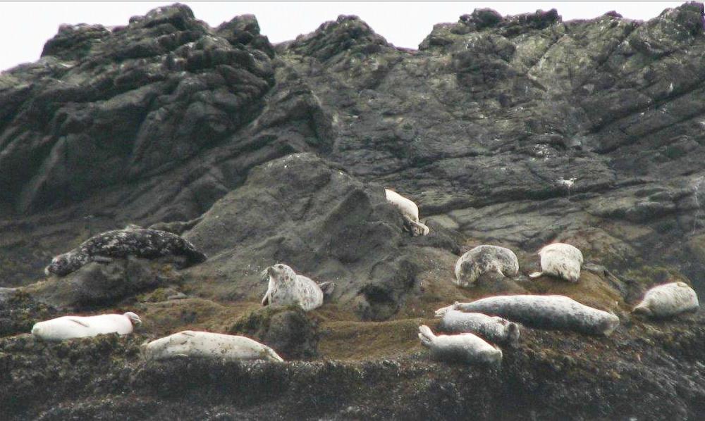 Photos of Harbor Seals in Shell Beach in Sonoma Coast State Beach in Jenner, California