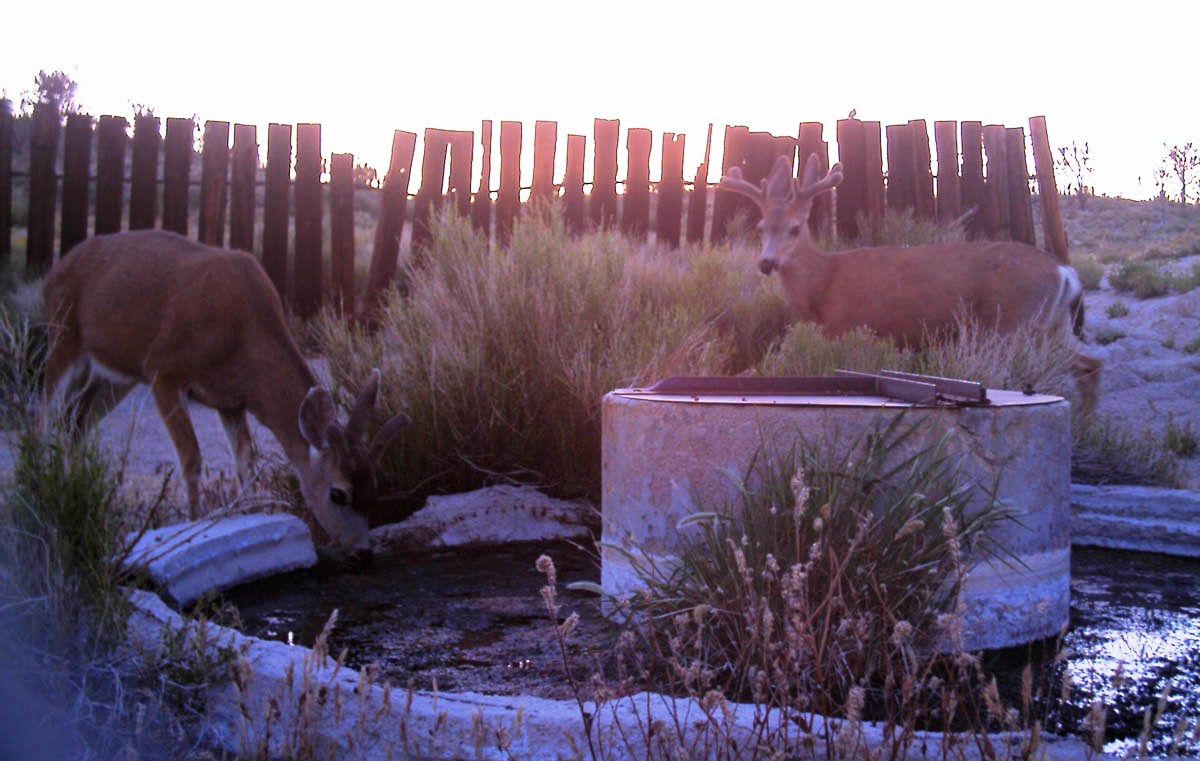 Mule deer at old water trough in Mojave National Preserve