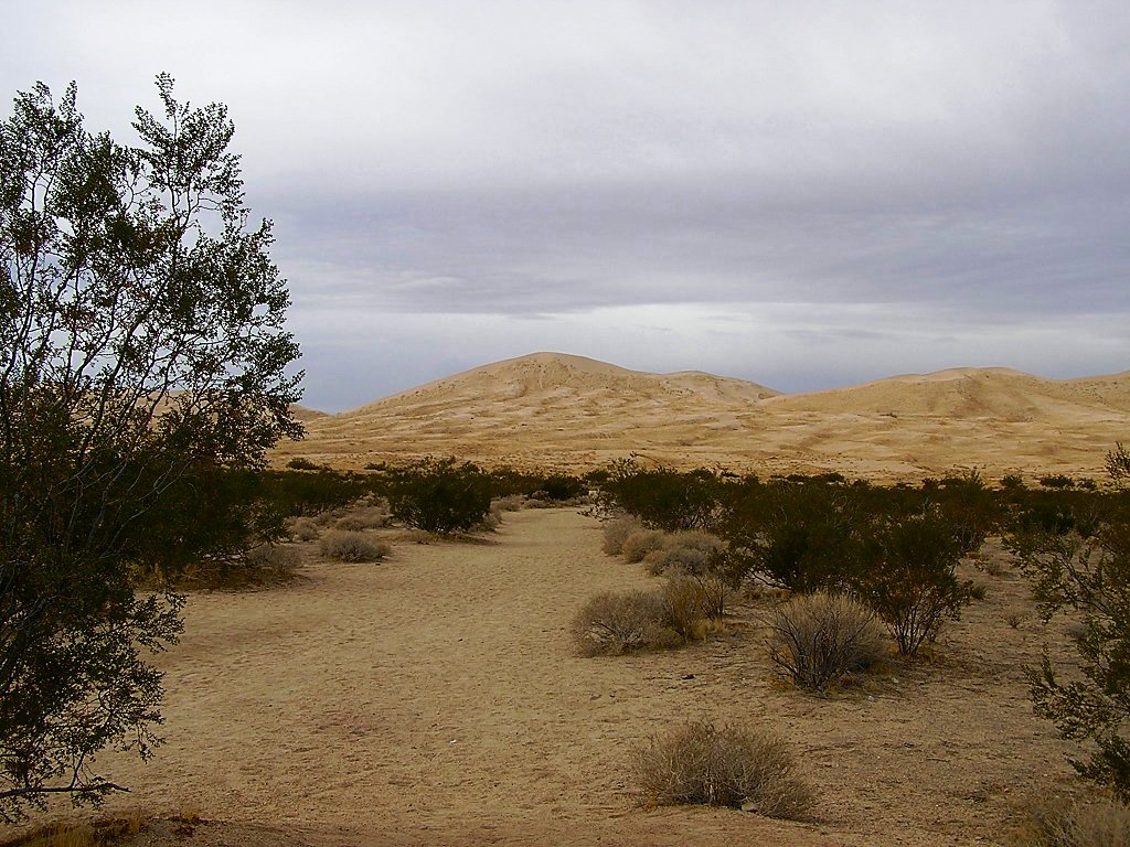 The massive Kelso Dune complex, home of the singing sand 
        dunes in Mojave National Preserve