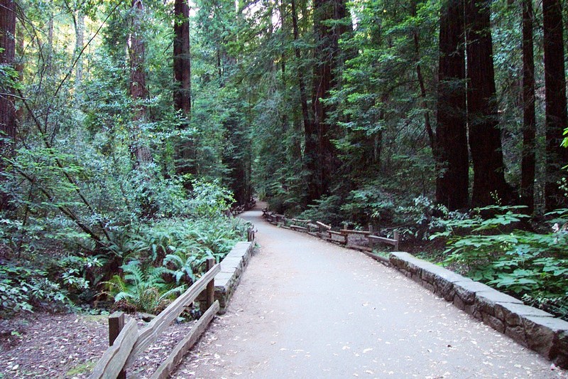 Muir Woods National Trails