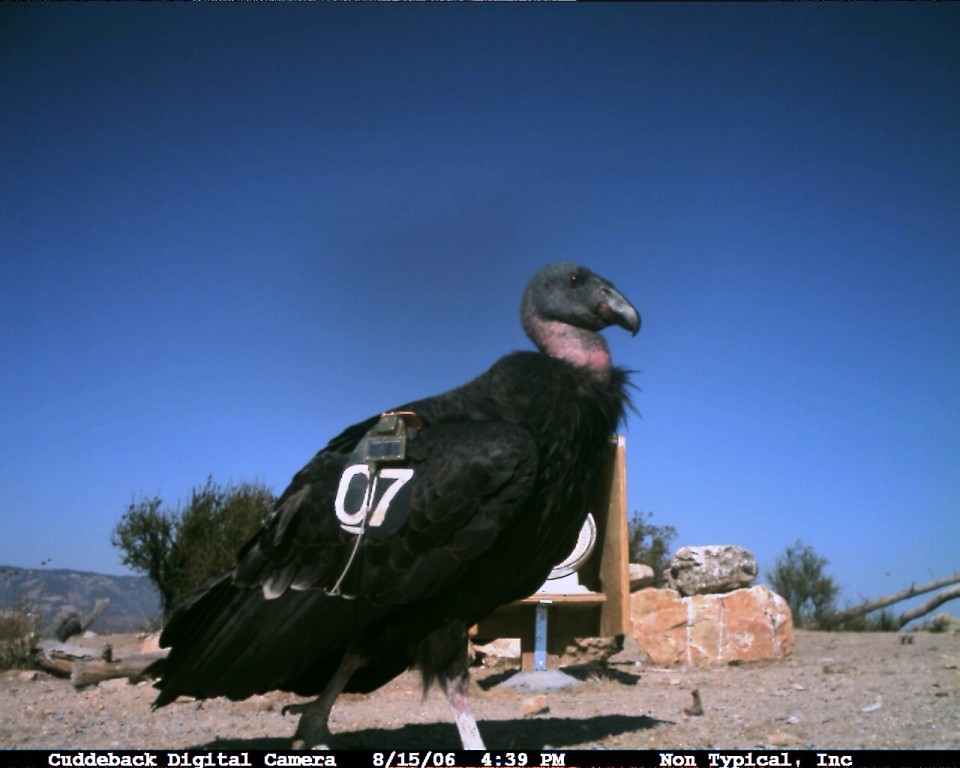 Pinnacles National Monument Condor