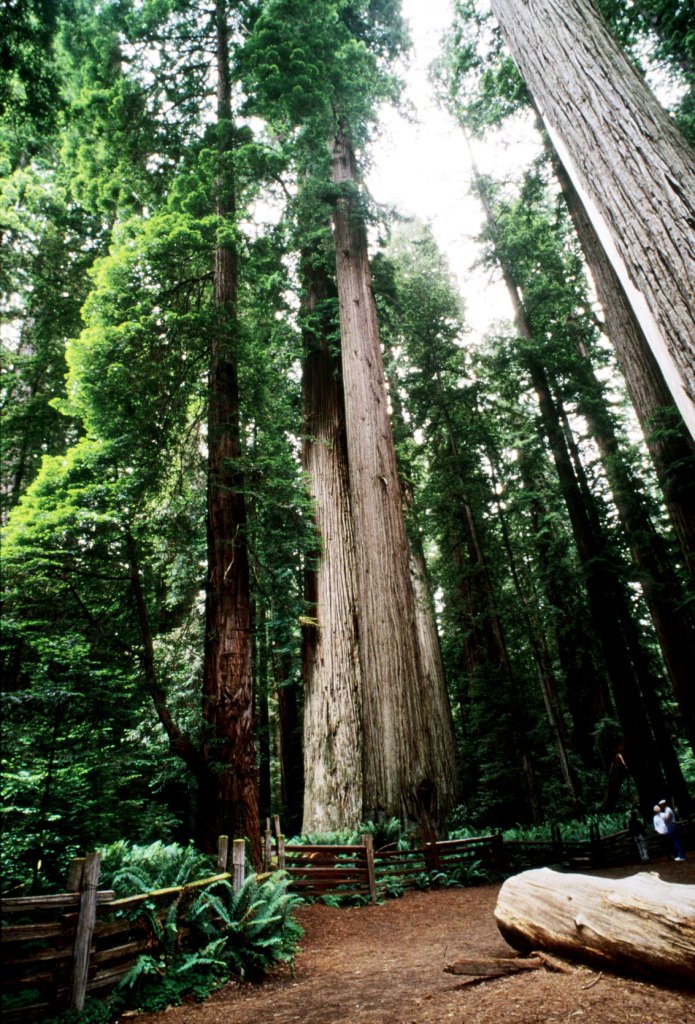 Redwood National Park