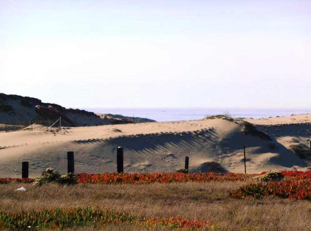 Sand Dunes in Marina State Beach in Marina, California