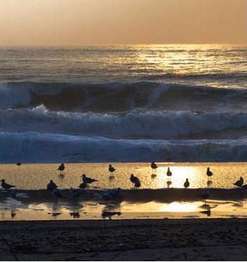 McGrath State Beach Bird Watching in Oxnard