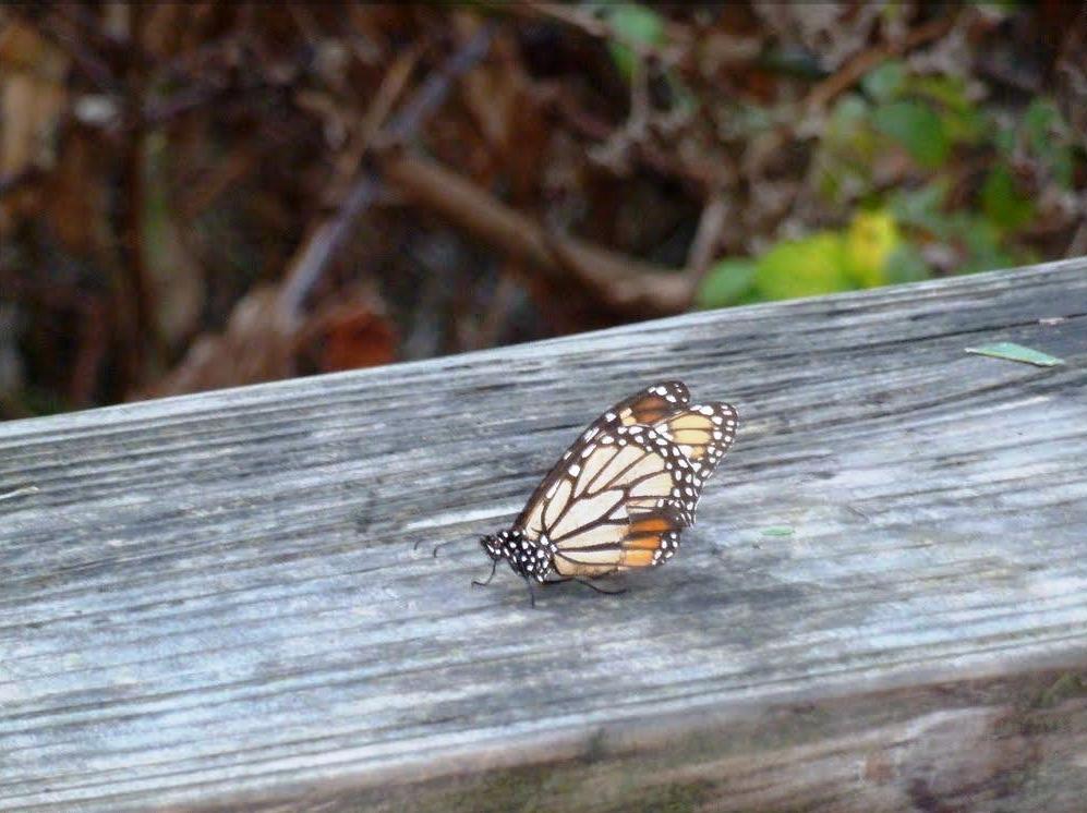 Natural Bridges State Beach in Santa Cruz, California