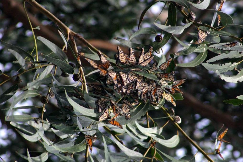 Monarch Butterflies in  Pismo State Beach in Oceano, California