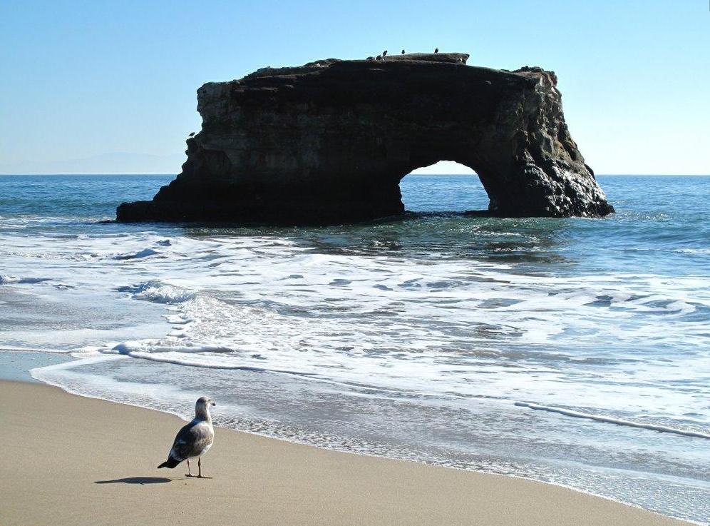 Natural Bridges State Beach in Santa Cruz, California