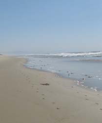 Salinas River State Beach in Moss 
        Landing, California