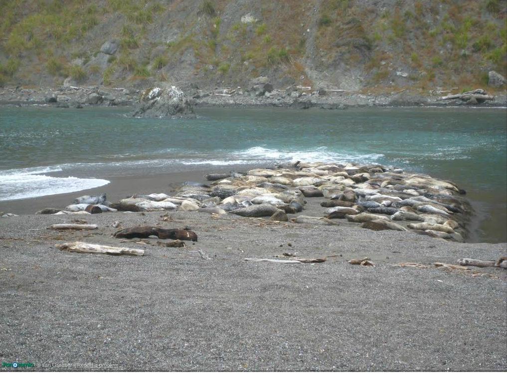 Photos of Portuguese Beach in Sonoma Coast State Beach in Jenner, California