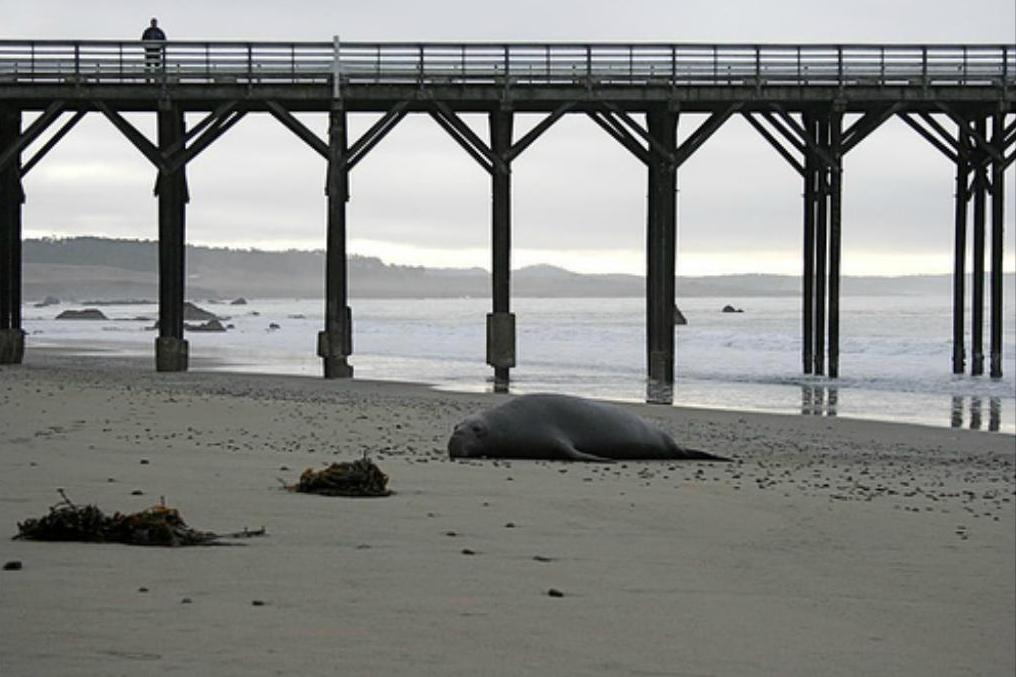 William Randolph Hearst Memorial State Beach in San Simeon, California
