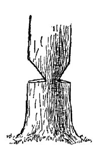 The right way to chop a tree—make two notches on

opposite sides