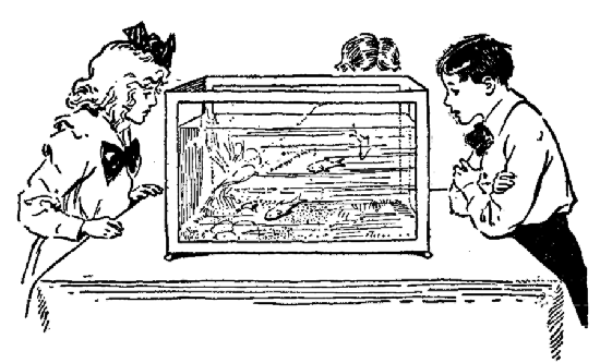 A self-sustaining or balanced aquarium