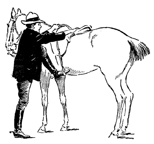 The right way to mount—facing toward his tail